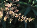 Mango flowers on the tree