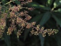 Mango flowers on the tree