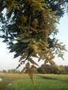 Mango flowers on tree in farm land