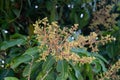 Mango flowers on the tree in the garden.