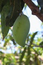 mango fruit asian delight tree green