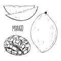 Mango fruit black and white vector set isolated on a white background. Royalty Free Stock Photo