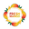 Mango fruit colorful circle copy space organic over white pattern background, healthy lifestyle or diet concept