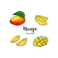 Mango fruit drawing Vector hand drawn mango, Watercolor colorful mango fruits. Vector icons set