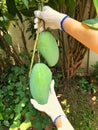 Mango fruit in hand agriculturist