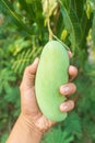 Mango fruit hanging on mango tree Royalty Free Stock Photo