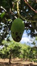 Mango Fruit Infected by anthracnose desease