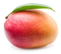 Mango fruit with leaf isolated on the white background. Royalty Free Stock Photo