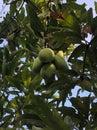 mango fruit that looks very sweet