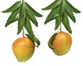 Mango fruit on a mango bunch isolated on white background, R2E2 Mango fruit with leaves, with Clipping path. Royalty Free Stock Photo