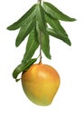 Mango fruit on a mango bunch isolated on white background, R2E2 Mango fruit with leaves, with Clipping path. Royalty Free Stock Photo
