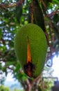 mango fruit rots on the tree before ripe