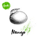 Mango fruit sketch style vector illustration. Hand drawn poster with exotic whole fruit with leaf. Retro illustration