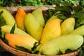 Mango fruit , thailand Royalty Free Stock Photo