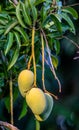 Mango fruit on the tree. Close-up. Royalty Free Stock Photo