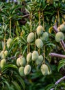 Mango fruit on the tree. Close-up. Royalty Free Stock Photo