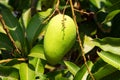 Mango Fruit Tree Royalty Free Stock Photo