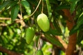 Mango Fruit Tree Royalty Free Stock Photo