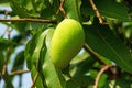 Mango Fruit Tree Royalty Free Stock Photo