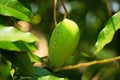 Mango Fruit Tree Royalty Free Stock Photo