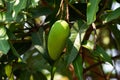 Mango Fruit Tree Royalty Free Stock Photo