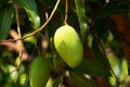 Mango Fruit Tree Royalty Free Stock Photo