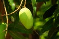 Mango Fruit Tree Royalty Free Stock Photo