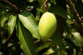 Mango Fruit Tree Royalty Free Stock Photo