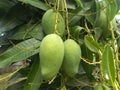 Mango fruit on the tree. closeups. 