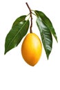 Mango Fruit on Tree Royalty Free Stock Photo
