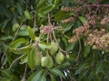 Mango fruit on tree and inflorescence.