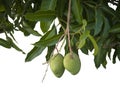 Mango fruit on tree isolated on white backgroun.
