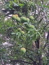 Hose with many mangoes in a home garden.