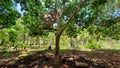 Mango Fruit Tree in Secluded Farm in Philippines Royalty Free Stock Photo