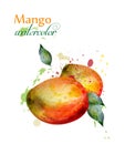 Mango fruit watercolor Vector. Delicious colorful isolated designs