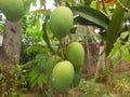 Mango fruits green color fruit nature agriculture scenery