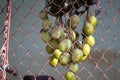 Mango fruits hanging on the chain link fence in the garden Royalty Free Stock Photo
