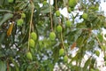 Mango fruits hanging from tree branches Royalty Free Stock Photo