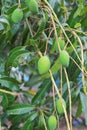 Mango fruits hanging from tree branches Royalty Free Stock Photo