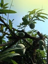 Mango fruits on tree, orange sunbeam