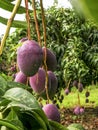 Mango fruits in tree