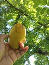 Mango green nature mobile clik