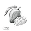 Mango hand drawing engraving style Royalty Free Stock Photo