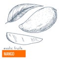 Mango. Hand drawn vector illustration