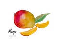 Mango.Hand drawn watercolor painting on white background w, watercolor, flower, flowers, water, illustration, background, Royalty Free Stock Photo