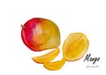 Mango.Hand drawn watercolor painting on white background w, watercolor, flower, flowers, water, illustration, background,