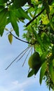 a mango hanging from a mango tree Royalty Free Stock Photo