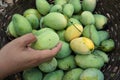 Mango harvest