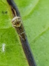 Mango Hopper Idioscopus clypealis attack on mango leaf. Royalty Free Stock Photo