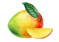 Mango Isolated on white background. Watercolor illustration. Tropical fruit Royalty Free Stock Photo